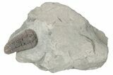 Large Flexicalymene Trilobite - Mt Orab, Ohio #198019-3